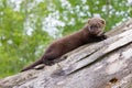 Baby fisher laying on a log Royalty Free Stock Photo