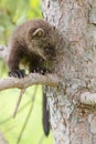 Baby fisher looking down from tree Royalty Free Stock Photo