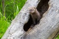 Baby fisher looking out of log Royalty Free Stock Photo