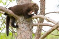 Baby fisher with mouth open Royalty Free Stock Photo