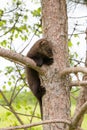 Baby fisher on tree Royalty Free Stock Photo