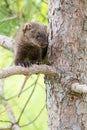 Baby fisher vertical portrait Royalty Free Stock Photo