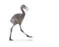 Baby Flamingo Walking Isolated