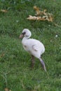 Baby Flamingo I