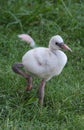 Baby Flamingo II