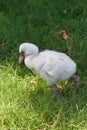 Baby Flamingo III