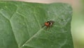 Baby flies or lalat perched on the green dewy leaves