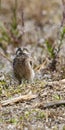 Baby Florida Burrowing Owl Gazes Upward
