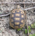 Baby Florida gopher tortoise