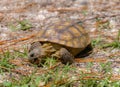 Baby Florida Gopher Tortoise - Gopherus polyphemus - eating plants and grass in native wild Sandhill habitat. Front view with