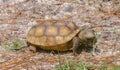 Baby Florida Gopher Tortoise - Gopherus polyphemus - eating plants and grass in native wild Sandhill habitat. Side view with