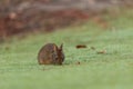 Baby Florida Marsh Rabbit Sylvilagus palustris
