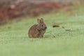 Baby Florida Marsh Rabbit Sylvilagus palustris