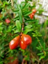 Baby flower pomegranate fruits,bloosom ,dummer fruits