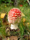 Baby Fly-agaric Royalty Free Stock Photo