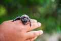 Baby flying bat sleeping and holding on hand Royalty Free Stock Photo