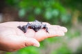 Baby flying bat sleeping and holding on hand Royalty Free Stock Photo