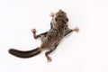 Baby flying Lemur Royalty Free Stock Photo