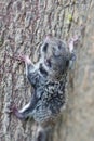 Baby flying Lemur Royalty Free Stock Photo