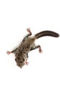 Baby flying Lemur Royalty Free Stock Photo