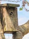 Baby Flying Squirrel Peaks Out Royalty Free Stock Photo