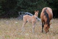 Baby Foal Colt Wild Horse with his mother in the Pryor Mountains Wild Horse Range on the border of Wyoming and Montana USA Royalty Free Stock Photo