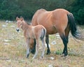 Baby Foal Colt Wild Horse with his mother in the Pryor Mountains Wild Horse Range on the border of Wyoming and Montana USA Royalty Free Stock Photo