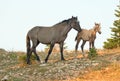 Baby Foal Colt Wild Horse with his mother in the Pryor Mountains Wild Horse Range on the border of Wyoming and Montana USA Royalty Free Stock Photo