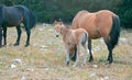 Baby Foal Colt Wild Horse with his mother in the Pryor Mountains Wild Horse Range on the border of Wyoming and Montana USA Royalty Free Stock Photo