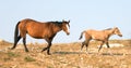 Baby Foal Colt Wild Horse with his mother in the Pryor Mountains Wild Horse Range on the border of Wyoming and Montana USA Royalty Free Stock Photo