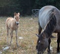 Baby Foal Colt Wild Horse with his mother in the Pryor Mountains Wild Horse Range on the border of Wyoming and Montana USA Royalty Free Stock Photo