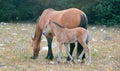 Baby Foal Colt Wild Horse with his mother in the Pryor Mountains Wild Horse Range on the border of Wyoming and Montana USA Royalty Free Stock Photo