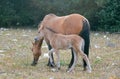 Baby Foal Colt Wild Horse with his mother in the Pryor Mountains Wild Horse Range on the border of Wyoming and Montana USA Royalty Free Stock Photo