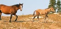 Baby Foal Colt Wild Horse with his mother in the Pryor Mountains Wild Horse Range on the border of Wyoming and Montana USA Royalty Free Stock Photo