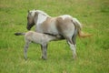Baby foal suckling milk in the meadow Royalty Free Stock Photo