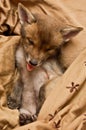 Baby fox Royalty Free Stock Photo