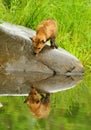 Baby Fox looking at his water reflection. Royalty Free Stock Photo