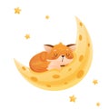 Baby fox sleeps on the moon in the form of cheese around the star Royalty Free Stock Photo