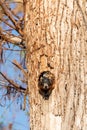 Baby Fox squirrel kit Sciurus niger peers over the top of its mother in the nest Royalty Free Stock Photo