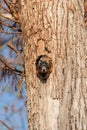 Baby Fox squirrel kit Sciurus niger peers over the top of its mother in the nest Royalty Free Stock Photo