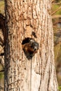 Baby Fox squirrel kit Sciurus niger peers over the top of its mother in the nest Royalty Free Stock Photo