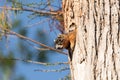 Baby Fox squirrel kit Sciurus niger peers over the top of its mother in the nest Royalty Free Stock Photo