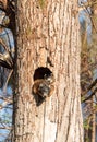 Baby Fox squirrel kit Sciurus niger peers over the top of its mother in the nest Royalty Free Stock Photo