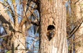 Baby Fox squirrel kit Sciurus niger peers over the top of its mother in the nest Royalty Free Stock Photo