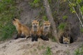 Baby Foxes