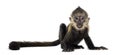 Baby Francois Langur 4 months