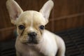 Baby french bulldog