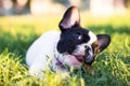 Baby French Bulldog dog - Royalty Free Stock Photo