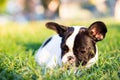 Baby French Bulldog dog Royalty Free Stock Photo