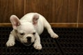 Baby french bulldog